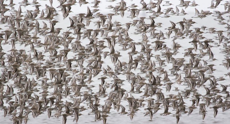 Dunlin Flock In Flight